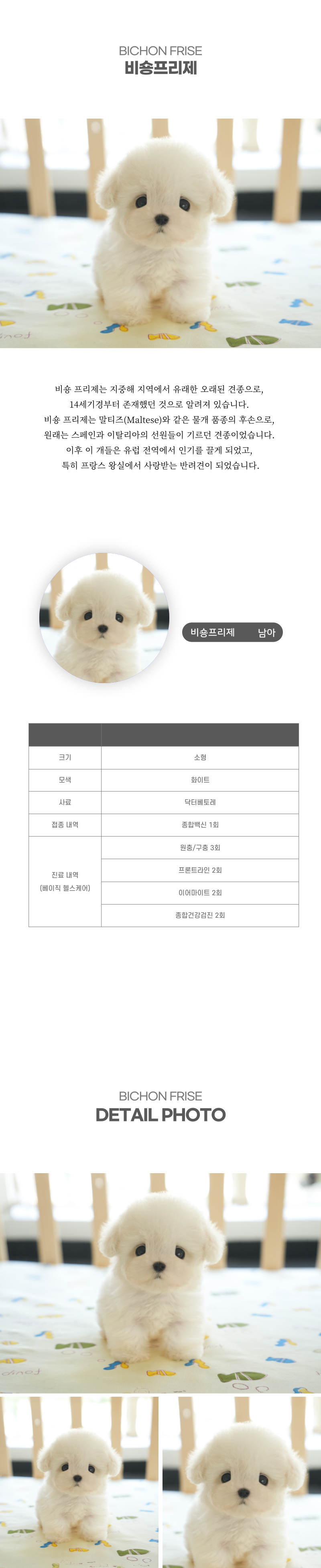 미니비숑_상세이미지_2